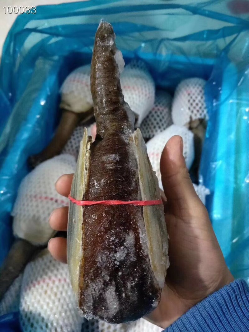 辽宁东港新鲜加工朝鲜象拔蚌