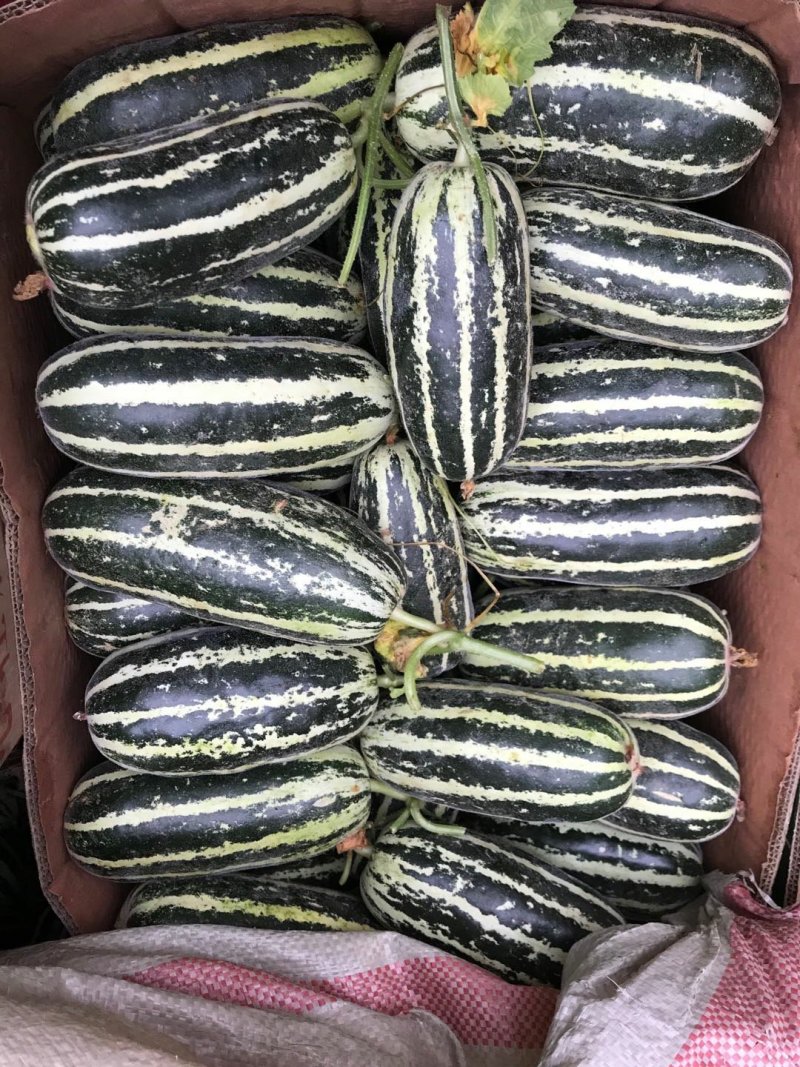 【博洋甜瓜】河北博洋九博洋91大量现货供应品种多样