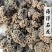 海浮石浮海石花天然矿石类中药材