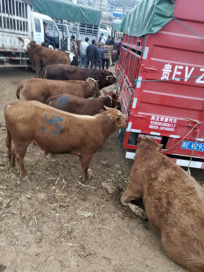 贵州西门塔尔牛牛犊，健康，对那里的适应主要放养