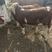 贵州西门塔尔牛牛犊，健康，对那里的适应主要放养