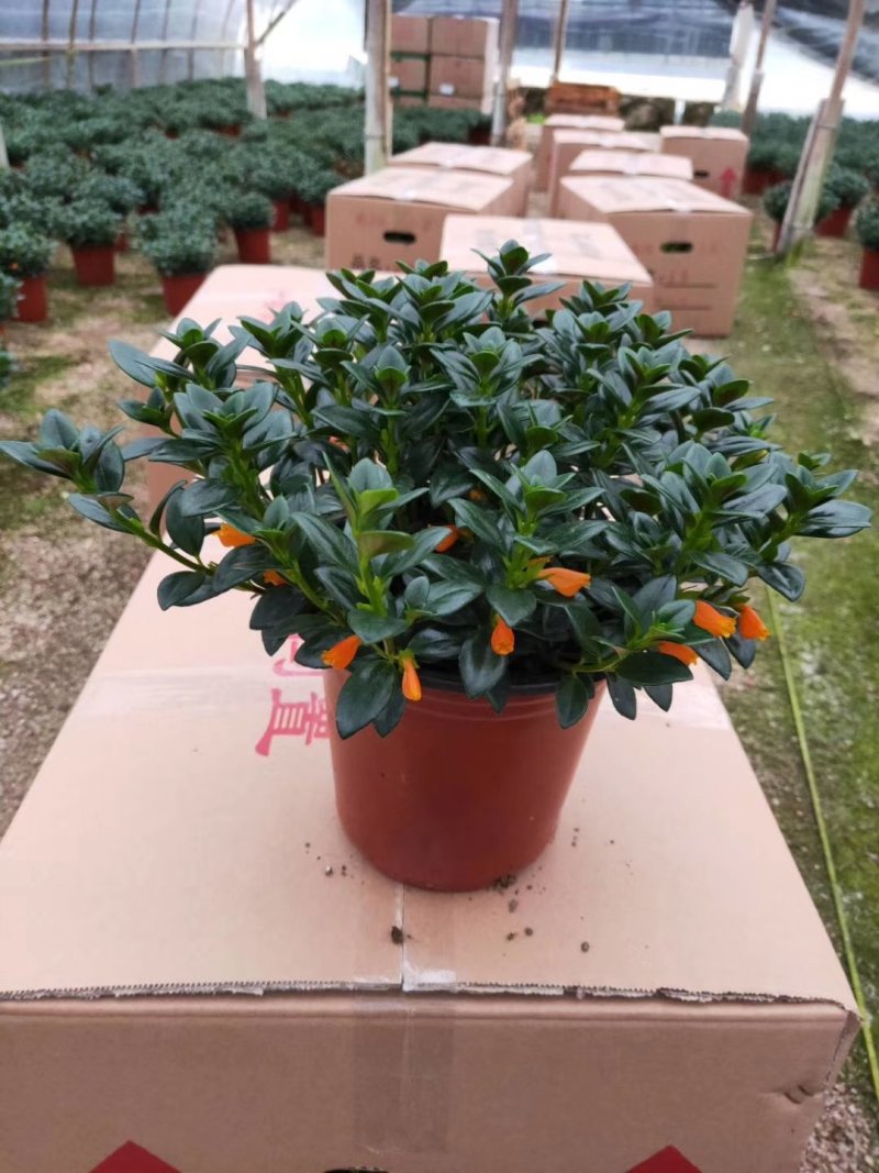 精品18杯红杯金鱼草