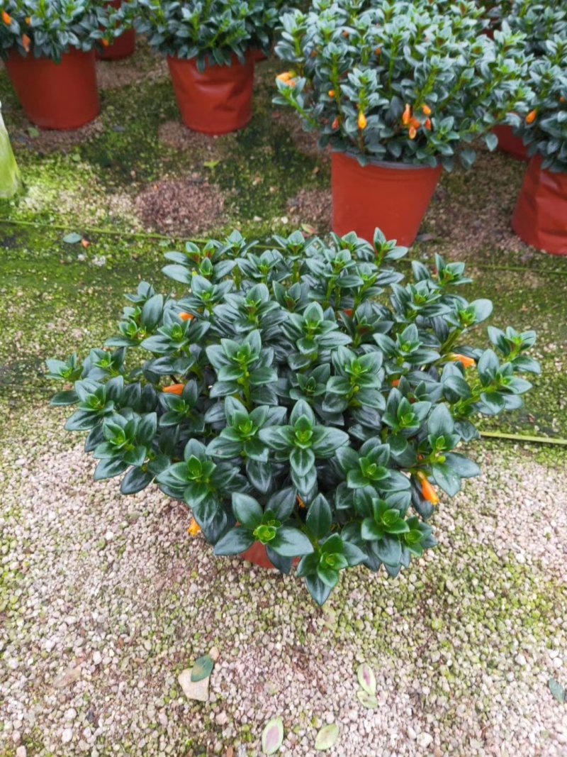 精品18杯红杯金鱼草