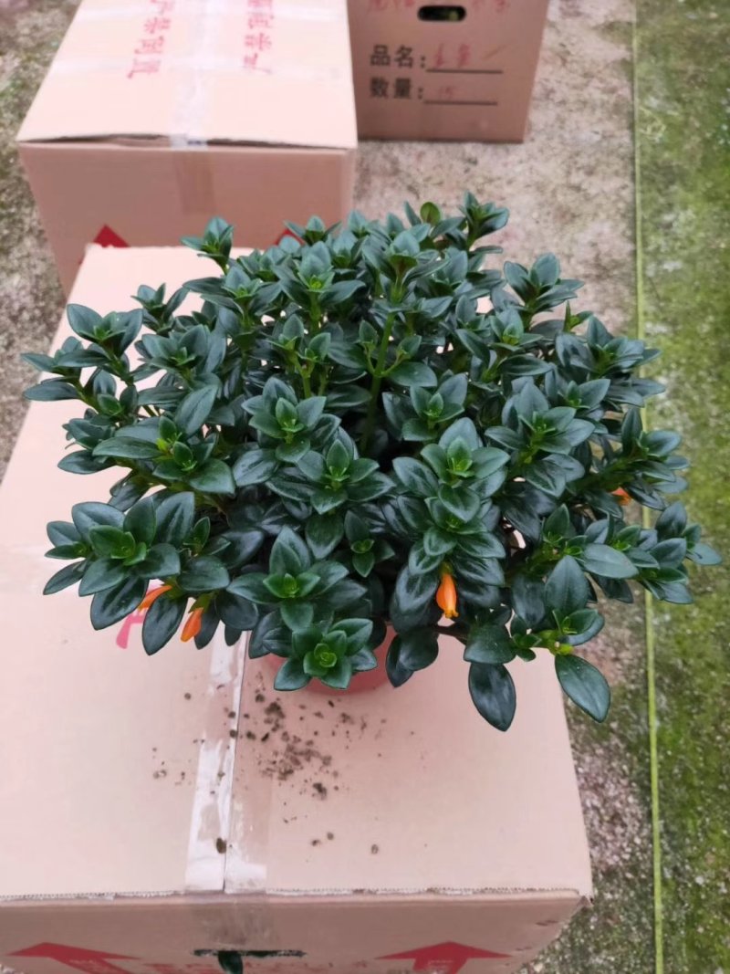 精品18杯红杯金鱼草