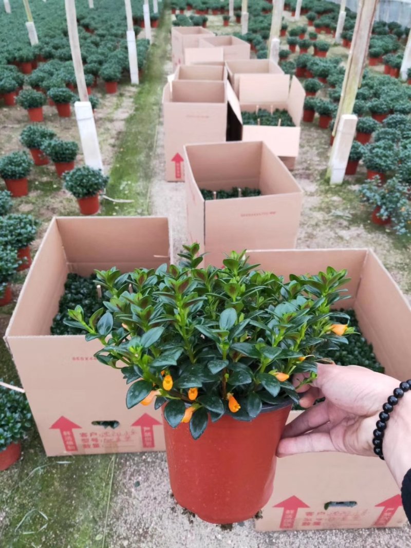 精品18杯红杯金鱼草