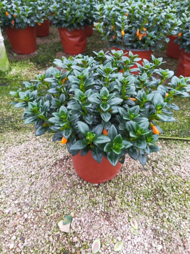 精品18杯红杯金鱼草