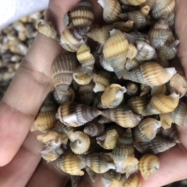 辽宁东港新鲜加工新海锥粒大多种规格质量好