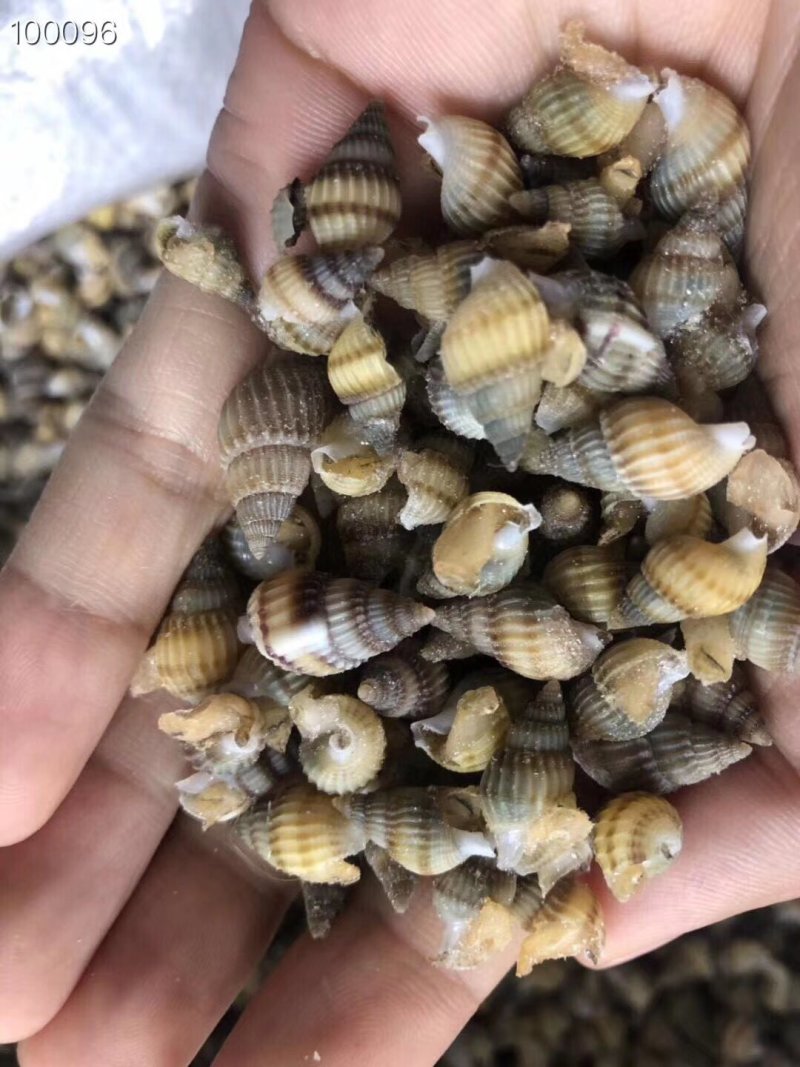 辽宁东港新鲜加工新海锥粒大多种规格质量好