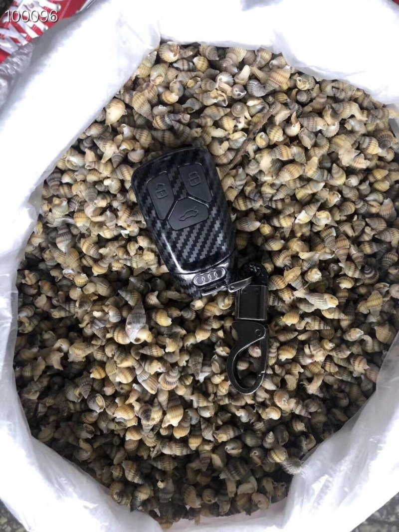 辽宁东港新鲜加工新海锥粒大多种规格质量好