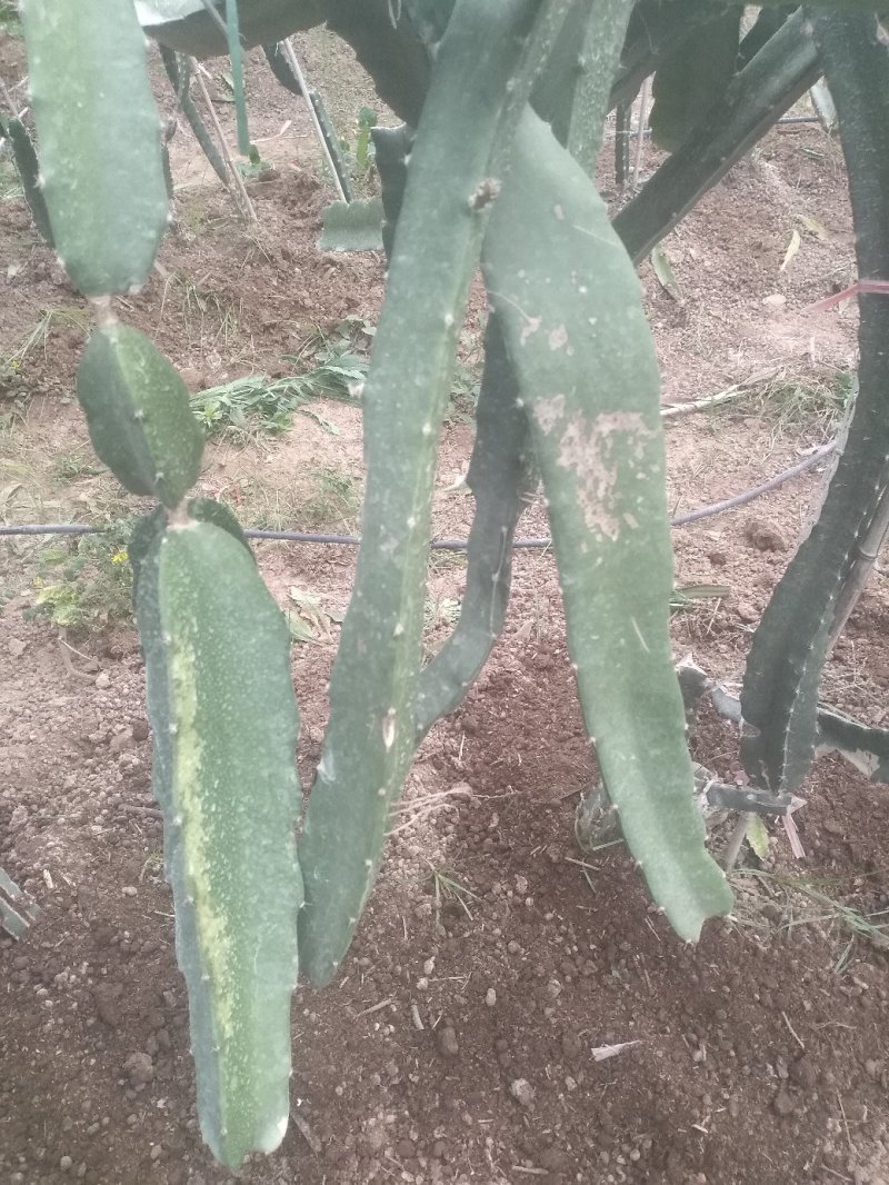 郑州大棚火龙果，种苗销售