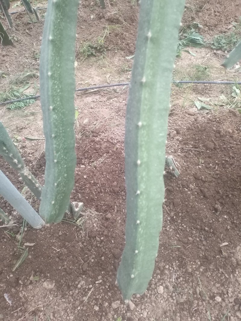 郑州大棚火龙果，种苗销售
