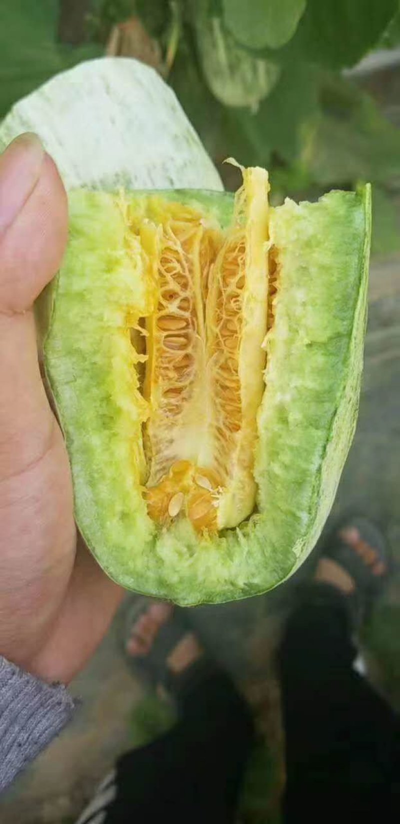 山东香瓜甜瓜，香瓜大量上市，