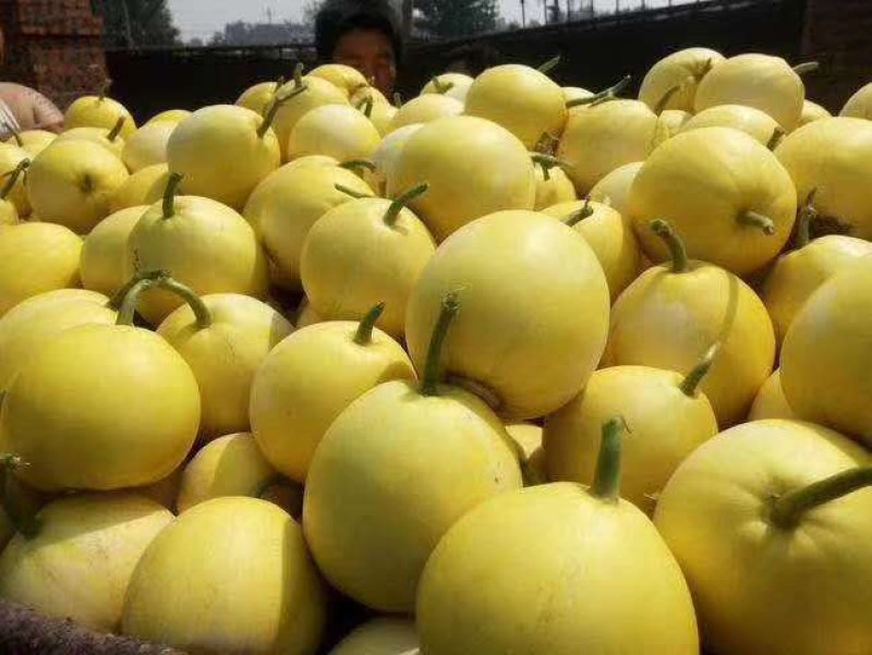 山东香瓜甜瓜，香瓜大量上市，