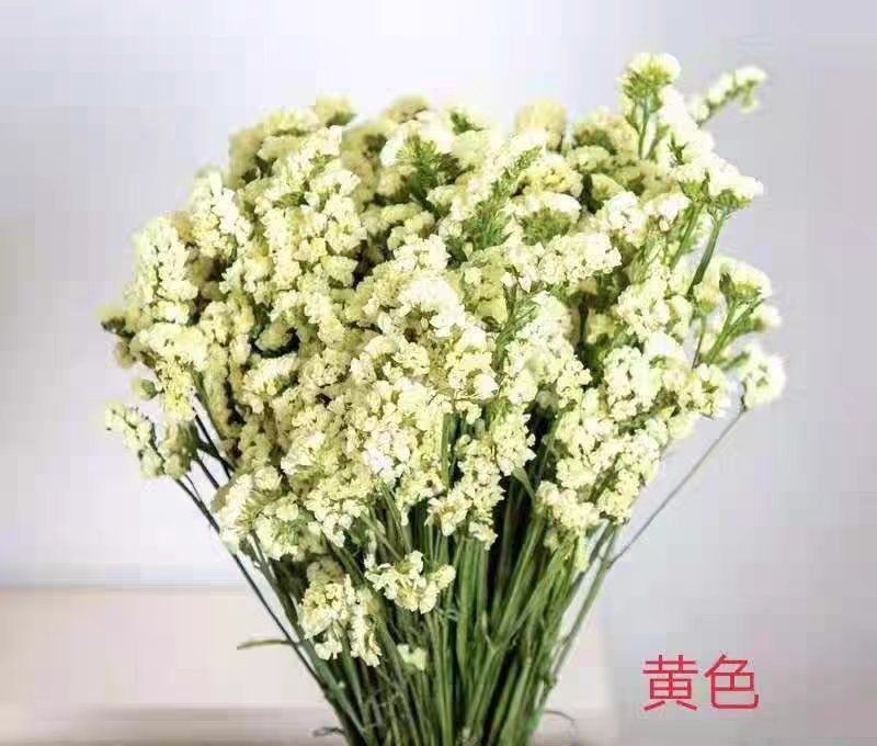 勿忘我