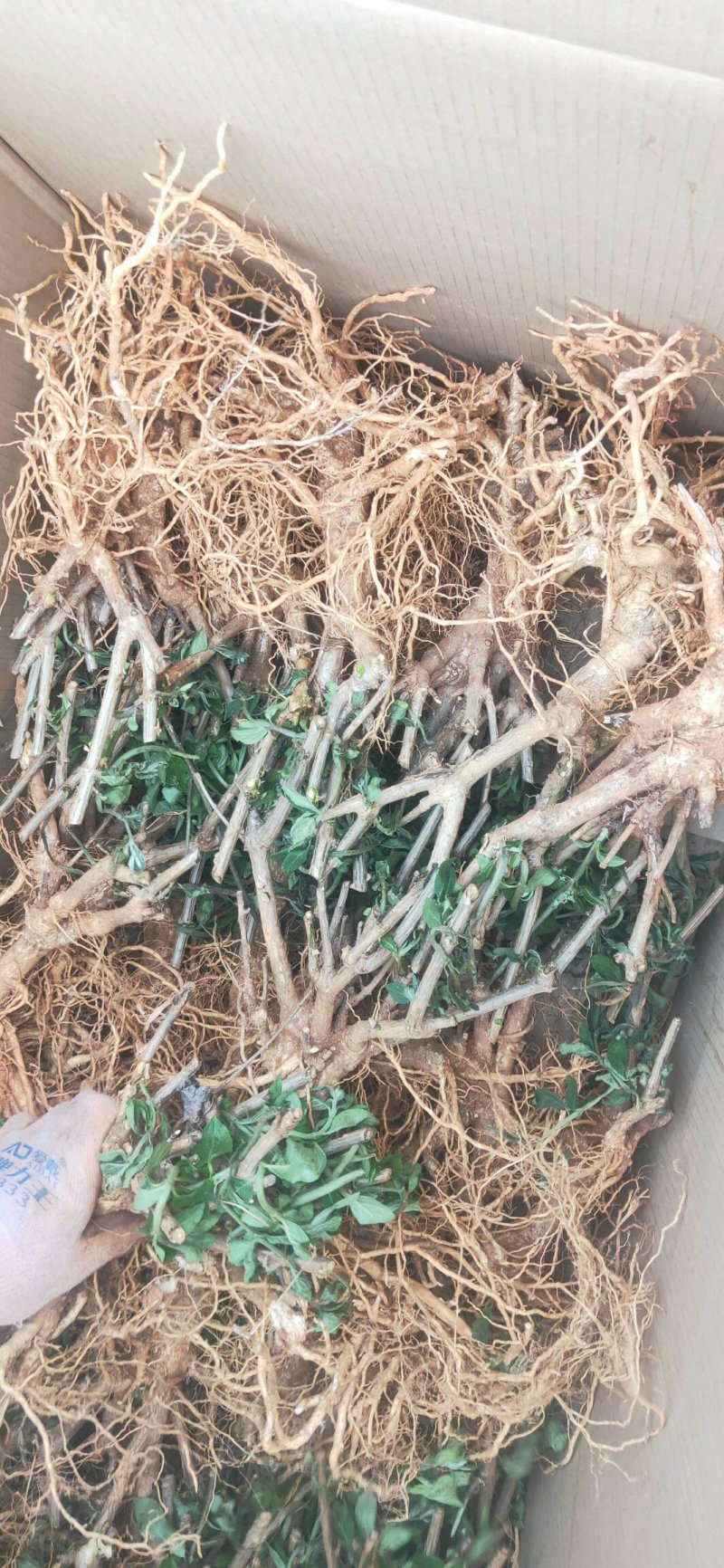 木本绣球老桩，高度可选，适应各种环境，颜色多元化