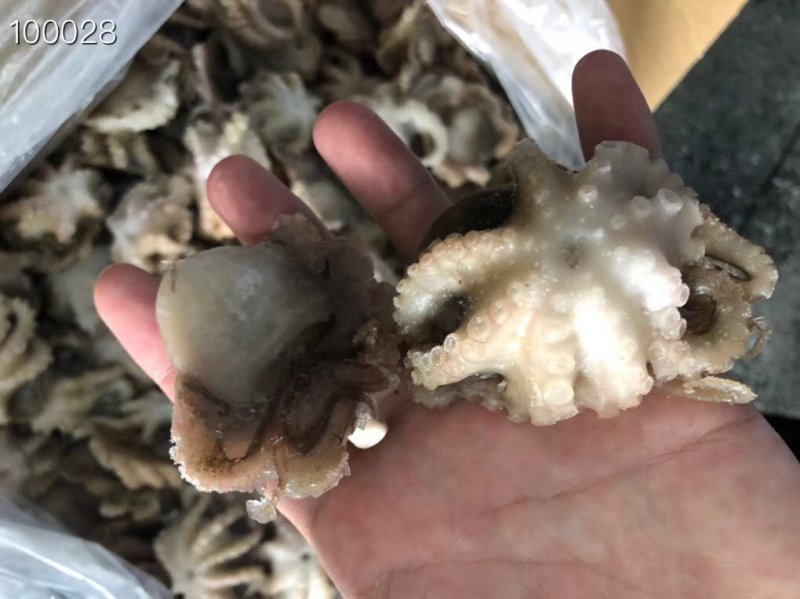 辽宁东港新鲜加工翻花小八爪