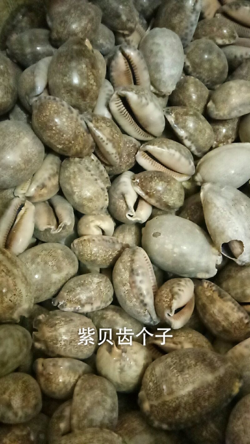 紫贝齿紫贝文贝紫贝个碎各种矿石类中药材