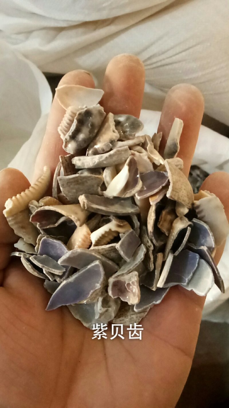 紫贝齿紫贝文贝紫贝个碎各种矿石类中药材