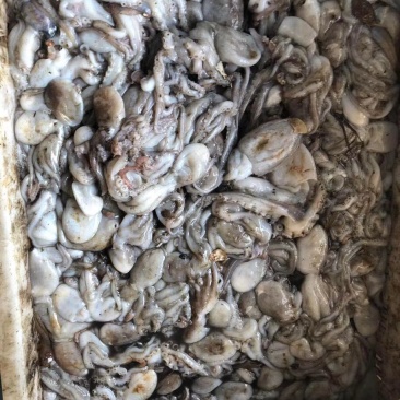 辽宁东港新鲜原浆速冻八爪鱼质量好价格优