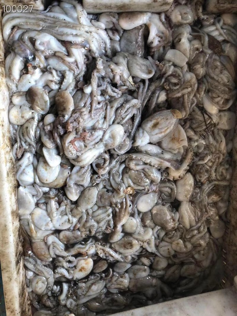 辽宁东港新鲜原浆速冻八爪鱼质量好价格优