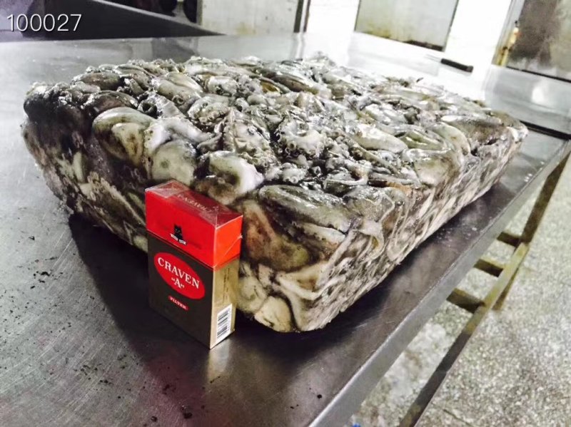 辽宁东港新鲜原浆速冻八爪鱼质量好价格优