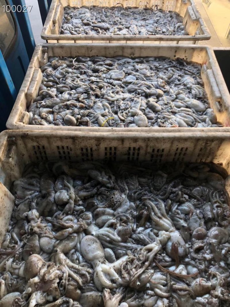辽宁东港新鲜原浆速冻八爪鱼质量好价格优
