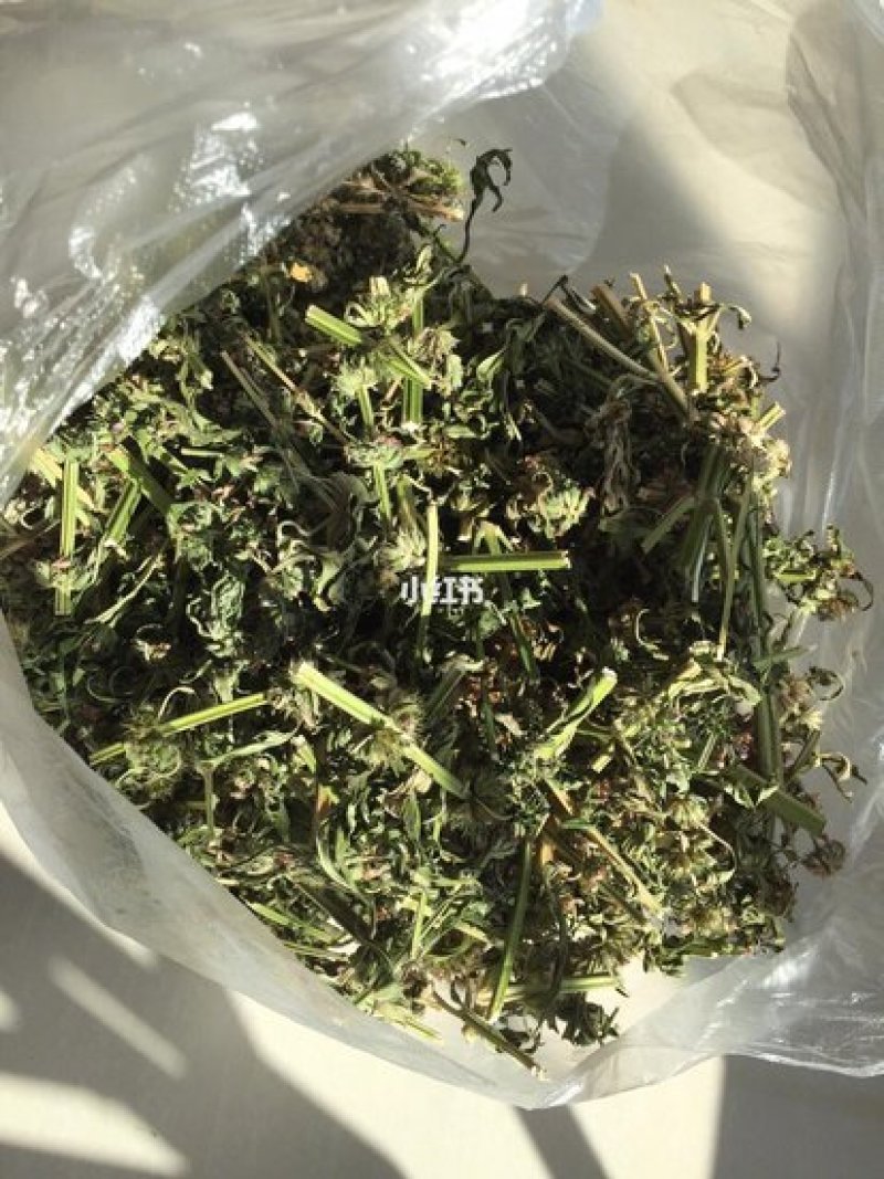益母草