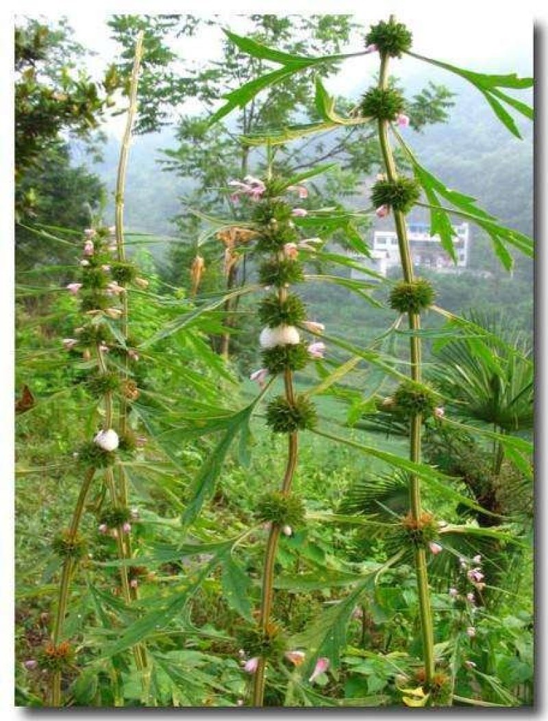 益母草