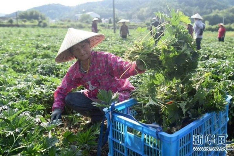 益母草