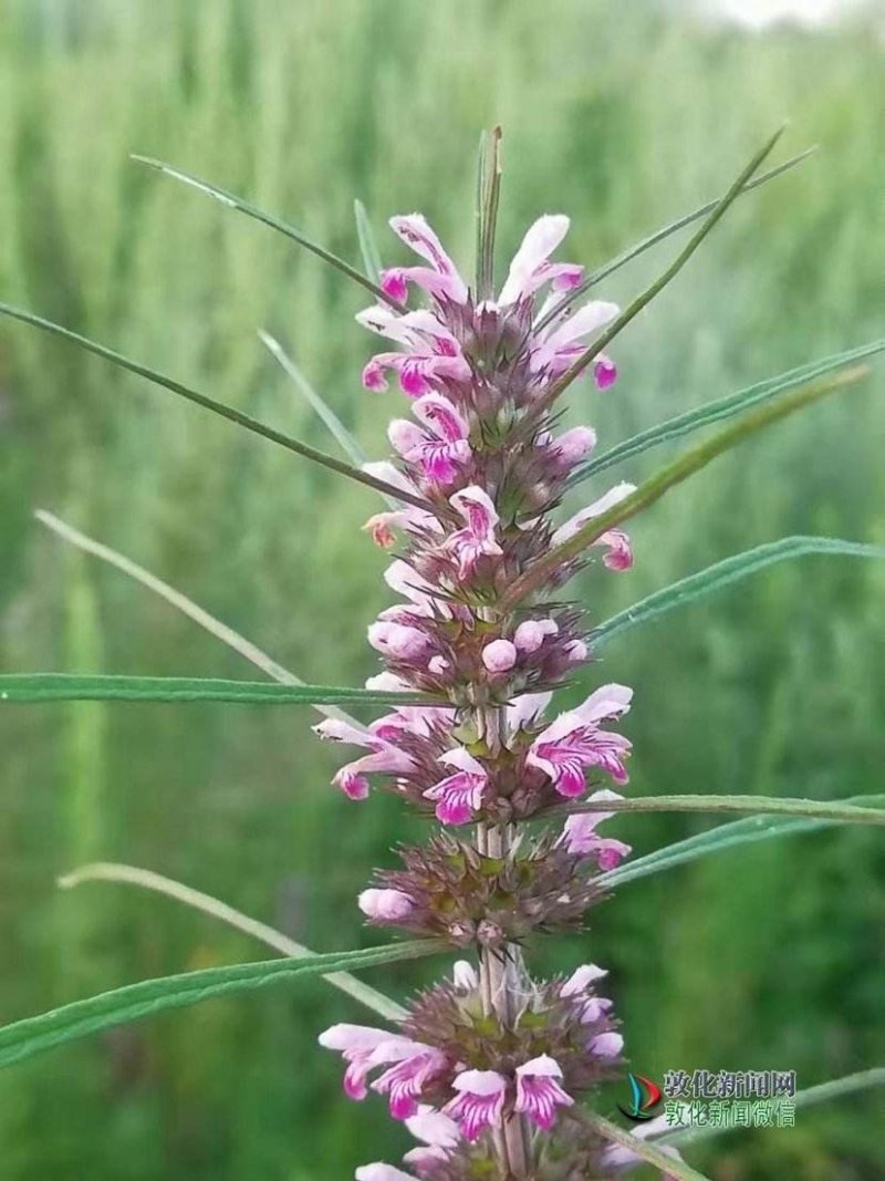 益母草