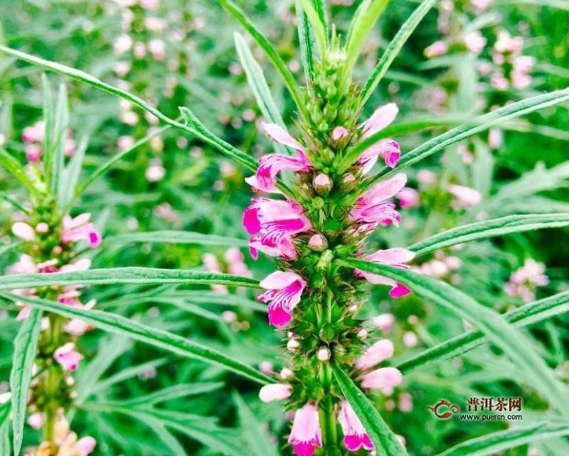 益母草