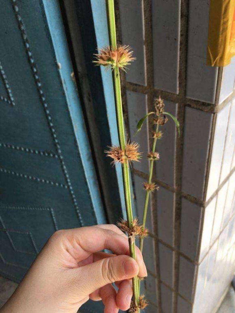 益母草