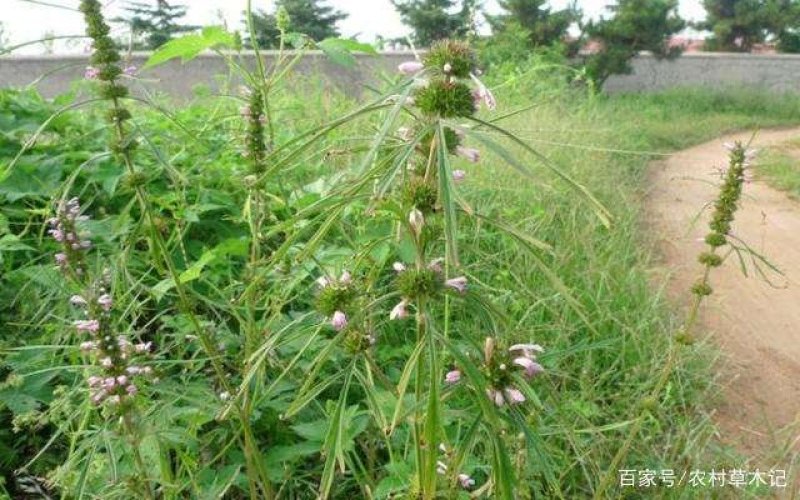 益母草