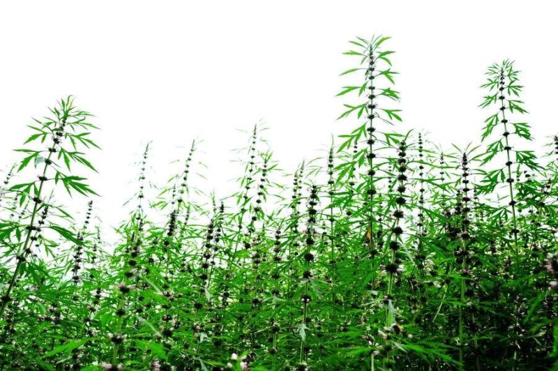 益母草