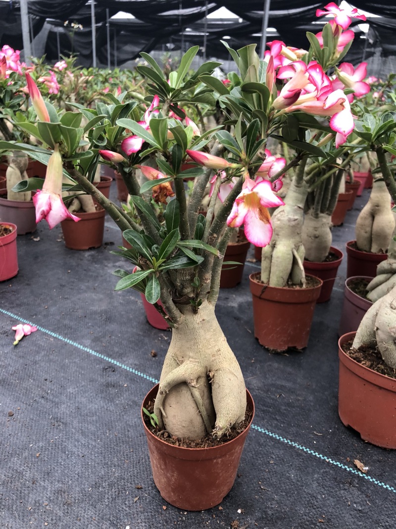 沙漠玫瑰/室内植物盆栽/净化空气花卉盆景