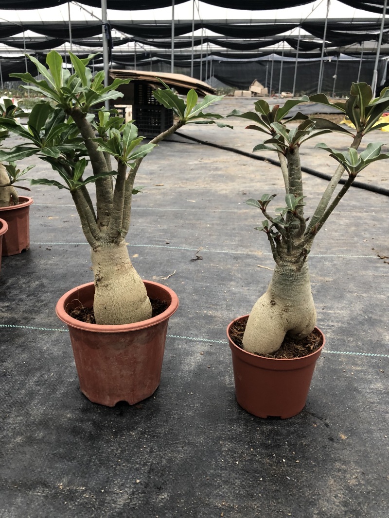 沙漠玫瑰/室内植物盆栽/净化空气花卉盆景