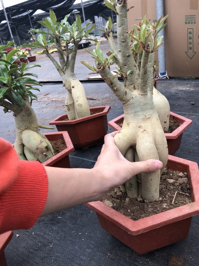 沙漠玫瑰/室内植物盆栽/净化空气花卉盆景