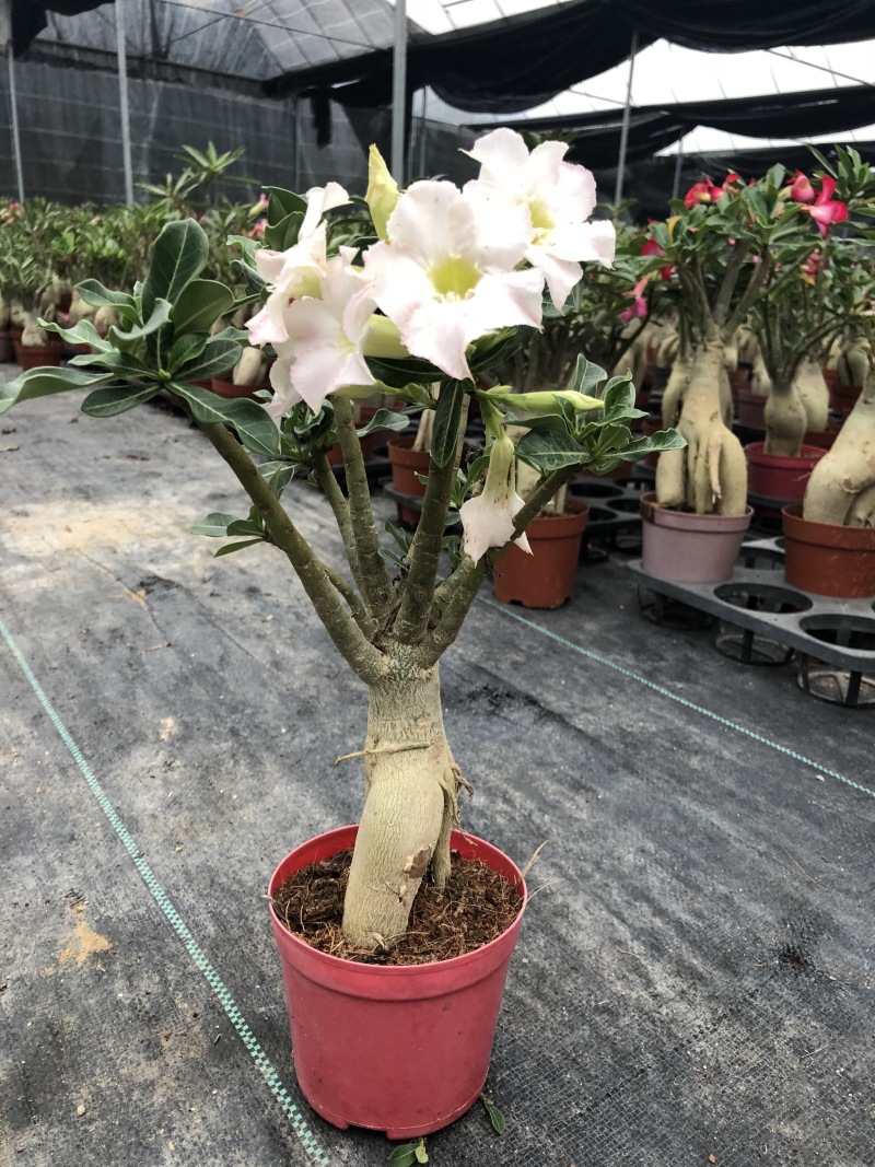 沙漠玫瑰/室内植物盆栽/净化空气花卉盆景
