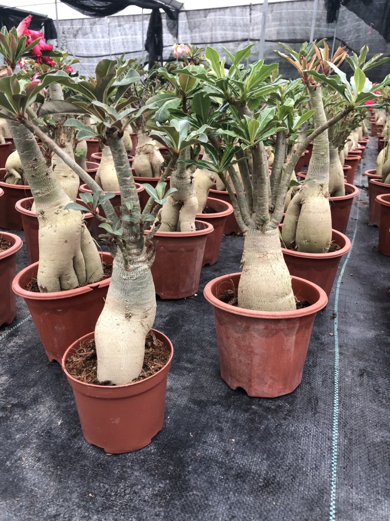 沙漠玫瑰/室内植物盆栽/净化空气花卉盆景