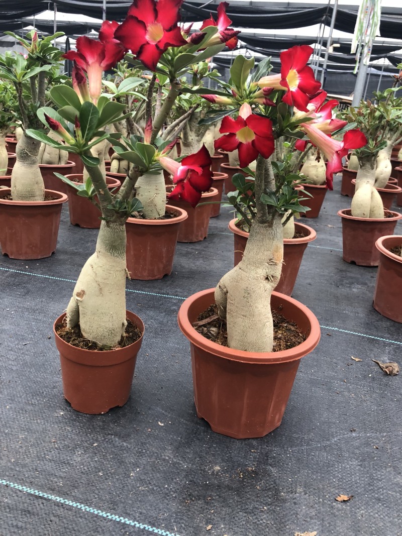 沙漠玫瑰/室内植物盆栽/净化空气花卉盆景