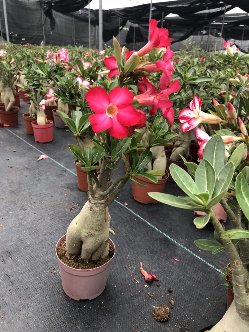 沙漠玫瑰/室内植物盆栽/净化空气花卉盆景