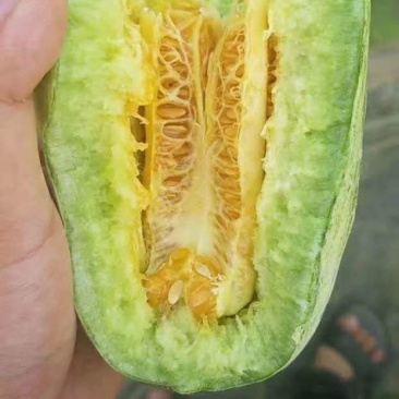 香瓜甜瓜山东，甜瓜绿宝，羊角蜜，博羊九，熟度好，质量高