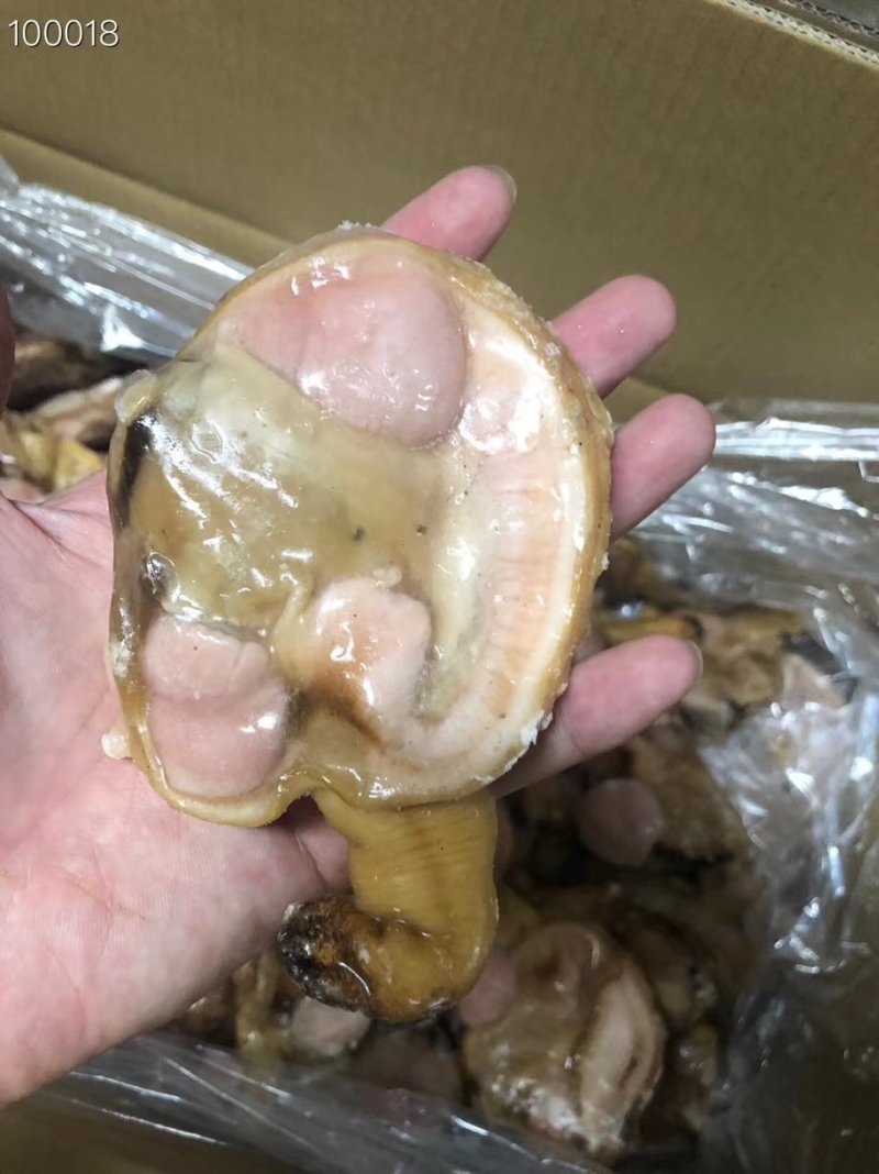 辽宁东港质量非常好天鹅蛋肉