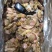 辽宁东港质量非常好天鹅蛋肉