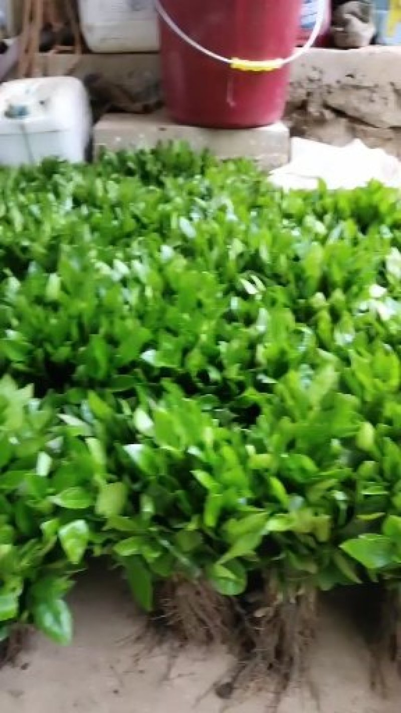 正宗酸柚（土柚）芽苗叶片清秀根须旺盛，一手货源