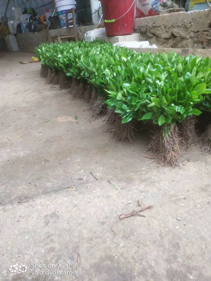 正宗酸柚（土柚）芽苗叶片清秀根须旺盛，一手货源
