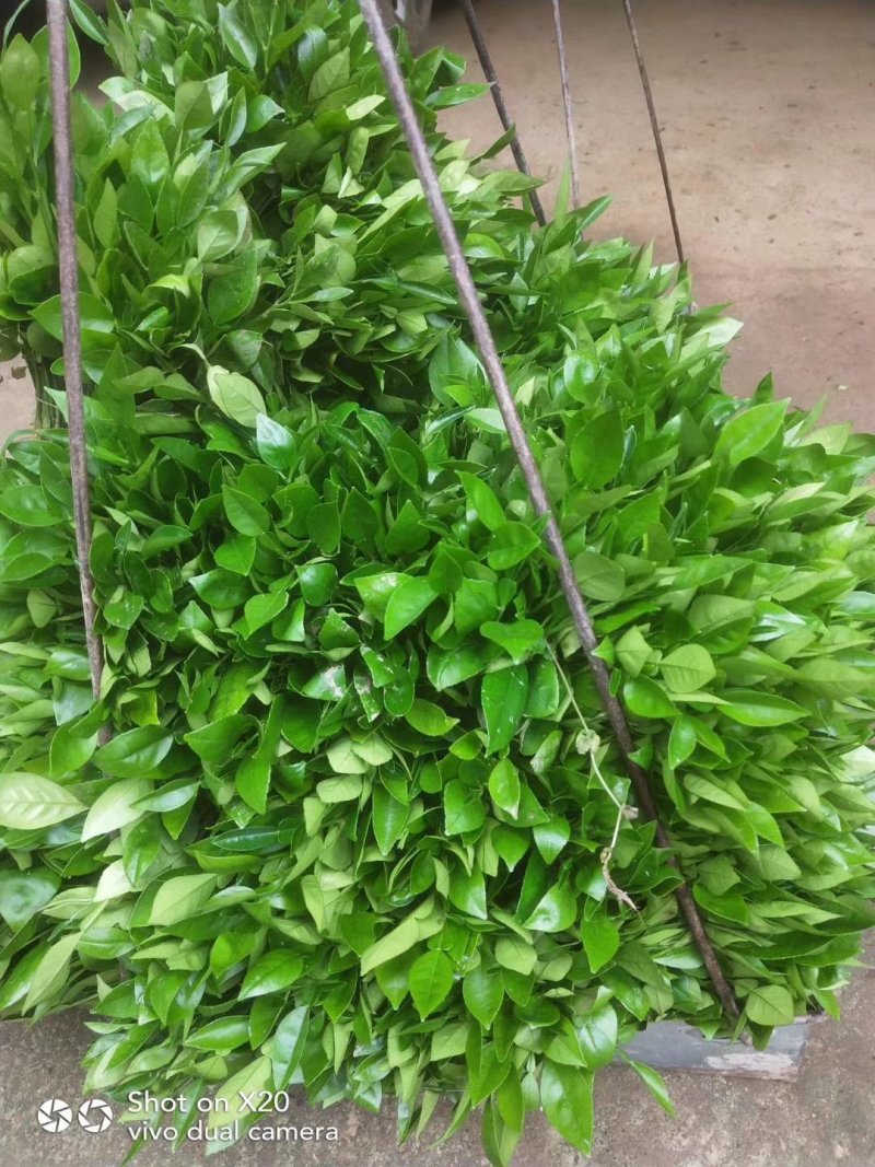 正宗酸柚（土柚）芽苗叶片清秀根须旺盛，一手货源