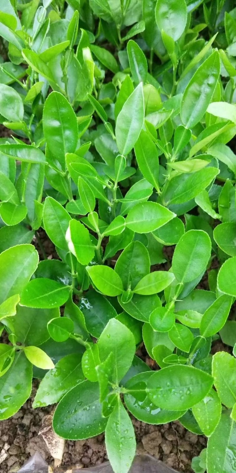 正宗酸柚（土柚）芽苗叶片清秀根须旺盛，一手货源