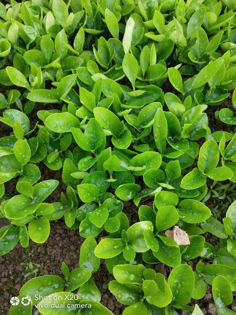 正宗酸柚（土柚）芽苗叶片清秀根须旺盛，一手货源