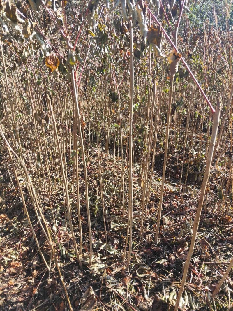漆树苗自产自销，量大从优，欢迎新朋友，老朋友来基地选购。